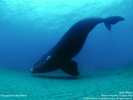 killer whale - abstract, whale, deep blue sea, water, killer whale