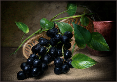 grape - photography, leaves, grape, still life, fruit