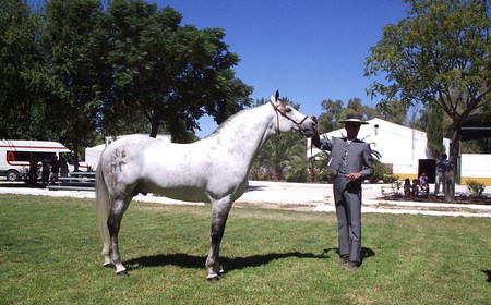 Hispano-Arabian - spanish, grey, arabian, horses