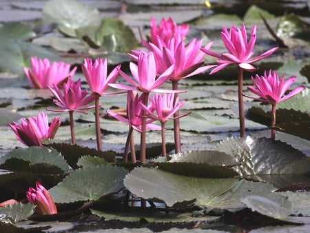 Pink Lotus - stems, pads, water lillies, blooms, water, pink, green, pond, flower