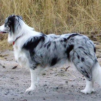 Blue Merle Border Collie