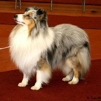 Blue Merle Sheltie