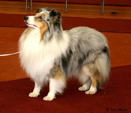 Blue Merle Sheltie - minicollie, sheltie, blue merle, dog