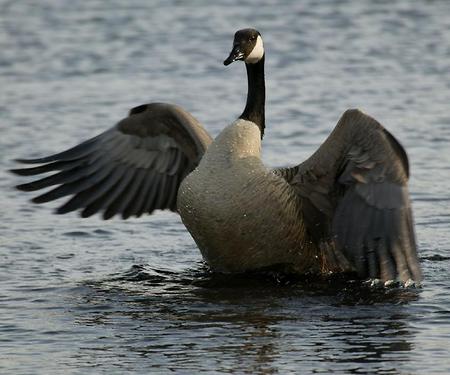 Canadian Goose Washing - bird, canadian goose, goose, fowl