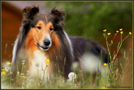 Cute Collie - collie, canine, flowers, dog