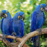 Hyacinth Macaws