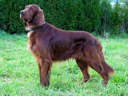 Irish Setter - setter, irish, dog, red