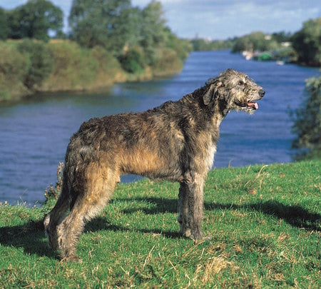 On the Moor - moor, irish wolfhound, dog, hunter