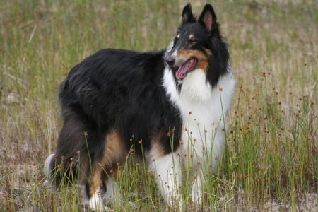 Tricolor Collie - collie, tricolor, canine, dog