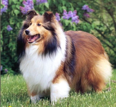 Pleased as Punch - sable, sheltie, shetland, dog