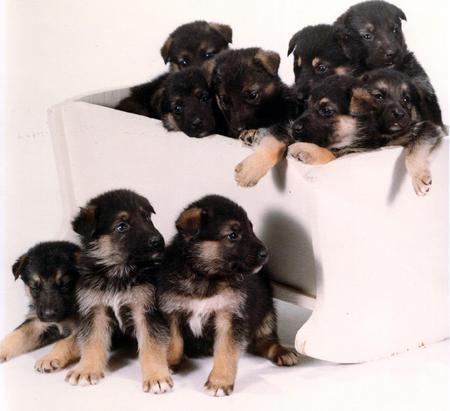 pups - cute, puppies, cradle, 10