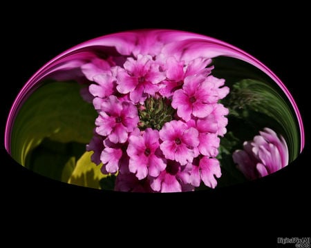 Flower Dome - pink, photography, bowl, flowers, cerise, still life, black