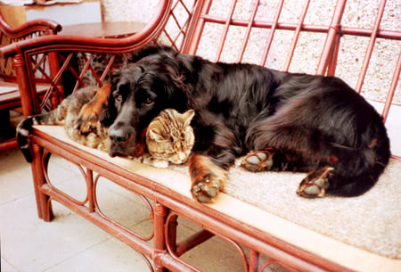 Friendship - dog, friends, settee, cat