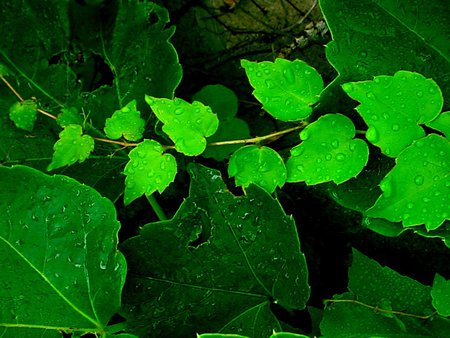 Spring creeper - life, leaves, nature, green