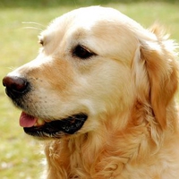 Golden retriever lab