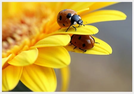 Hide and seek - sunflower, petal, yellow, red, bugs, nice, ladybugs