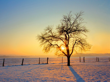 Cold morning - tree, sunrise, cod, snow