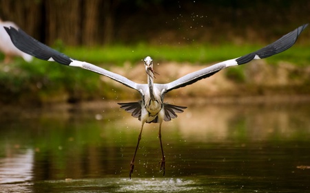 Bird Catching It's Meal - meal, animals, water, birds, grass