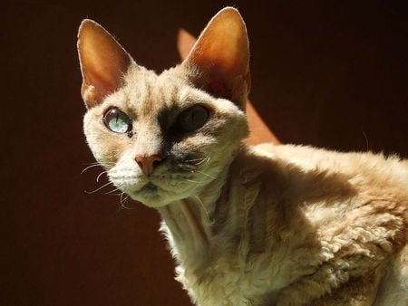 Devon Rex - green eyes, rex, cat, devon rex