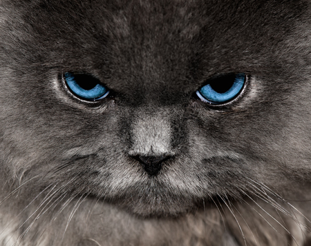 Im Annoyed With You - feline, angry, cat, persian