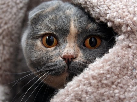 Peek A Boo - scottish fold, peekaboo, feline, cat