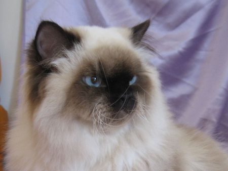 Doll Faced Himalayan