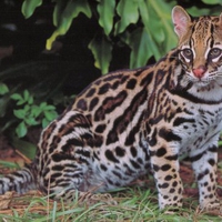 An Ocelot Waiting