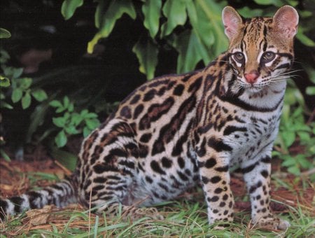 An Ocelot Waiting - feline, wild cat, cat, ocelot