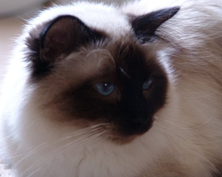 Sacred Temple Cat - birman, seal point, feline, cat