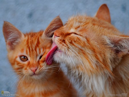 Bath Time - cleaning, love, two, cats