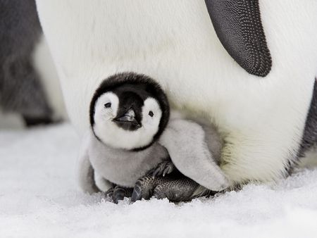 Get Of Me Momma - warm, protected, baby, penguin