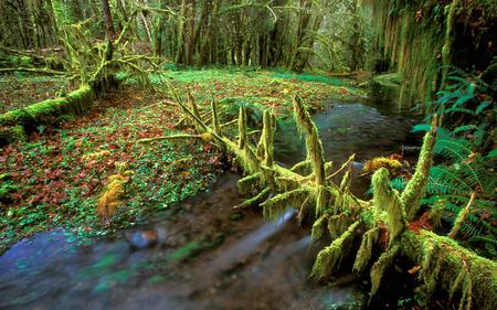 Gray Wolf River - nature, lush, trees, river, greenery