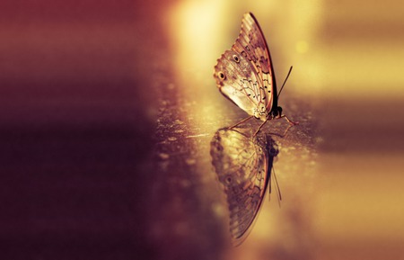 Basic Altruism - autumn, butterfly, altruism, golden, selflessness