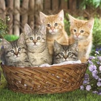 5 KITTENS IN A BASKET