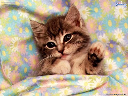 PLEASE TUCK ME IN - cute, adorable, kitten, sleepy