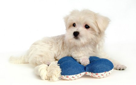 Lovely little maltese puppy - white, maltese, puppy, dog