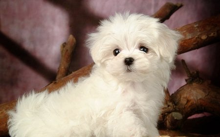 Cuddly fluffy maltese puppy - maltese, fluffy, puppy, dog