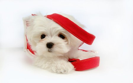 White maltese - white, dopg, maltese, puppy