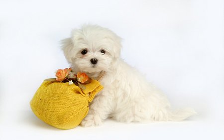 Lovely fluffy maltese - fluffy, white, maltese, dog, puppy