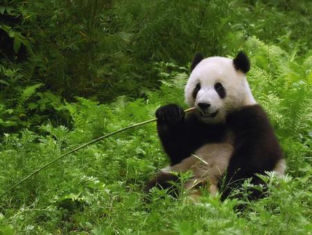 For Shayna (Leo19) - adorable, animals, black and white, black, white, forest, green, cuddley, grass, cute, panda bear