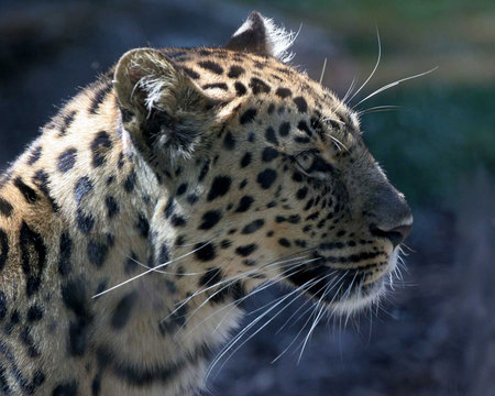 SPOTTED LEOPARD - sly, handsome, animal, beautiful