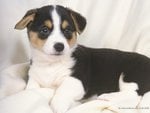 Puppy on blanket