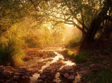 Forest gold - morning, rays, branches, golden light, trees, forest, creek