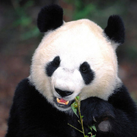 Cute Panda