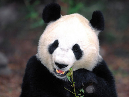 Cute Panda - nature, panda, cute, bear