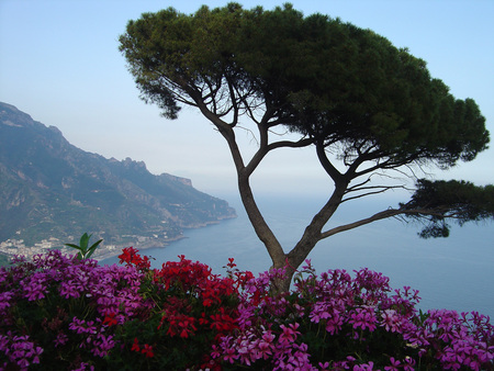 View from afar - flowers, pine tree, town, view, distance, ocean, hilltop, coastal