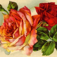 Vintage Roses