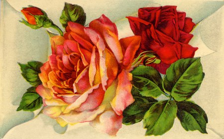 Vintage Roses - roses, vintage, red, leaves, apricot, folds