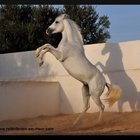 Grey Arabian-Berber