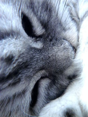 Dream - sleep, sweet, animals, cat